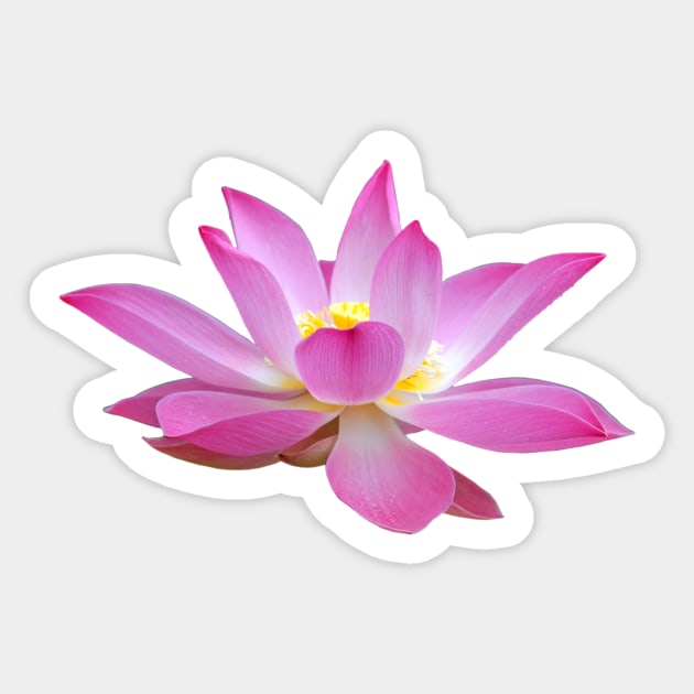 Open Lotus Flower Bud Sticker by ernstc